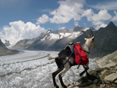 Nino am Aletsch Gletscher